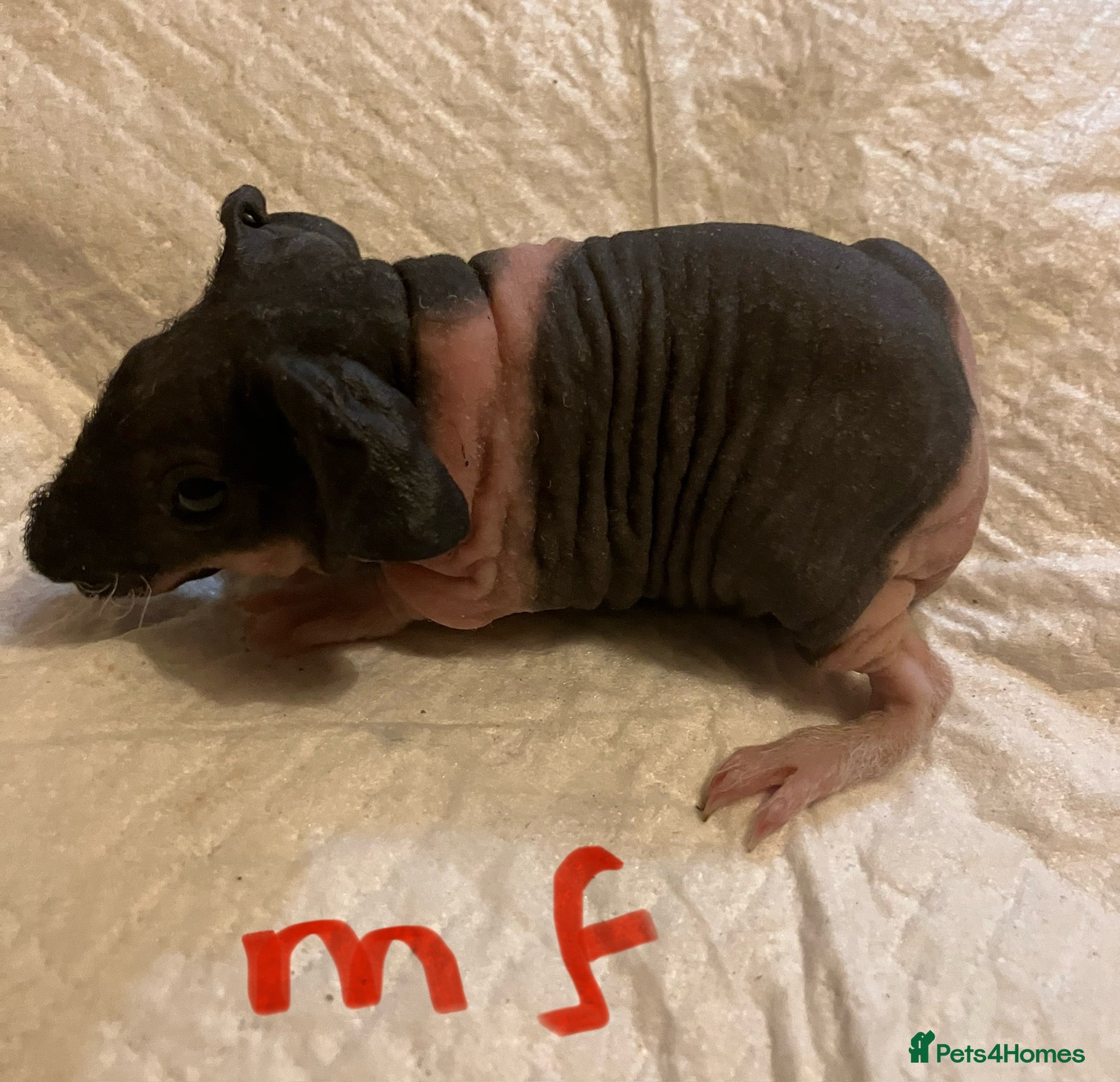 Guinea Pig rodents Well handled skinny pigs.  - Advert 15