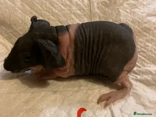 Guinea Pig rodents Well handled skinny pigs. - Advert 15