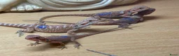 Bearded Dragon reptiles for sale: Stunning baby bearded dragons - Advert 16