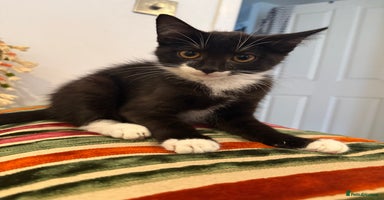 Mixed Breed cats - Advert 15