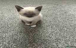Ragdoll cats for sale: Ragdoll cross kittens £250 each  - Image 1