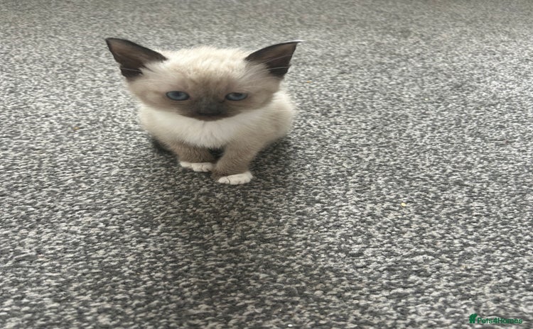 Ragdoll cats - Advert 14