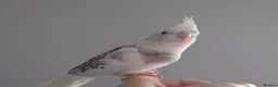 Cockatiels birds for sale: Hand reared silly tame DNA sexed baby cockatiels  - Advert 7