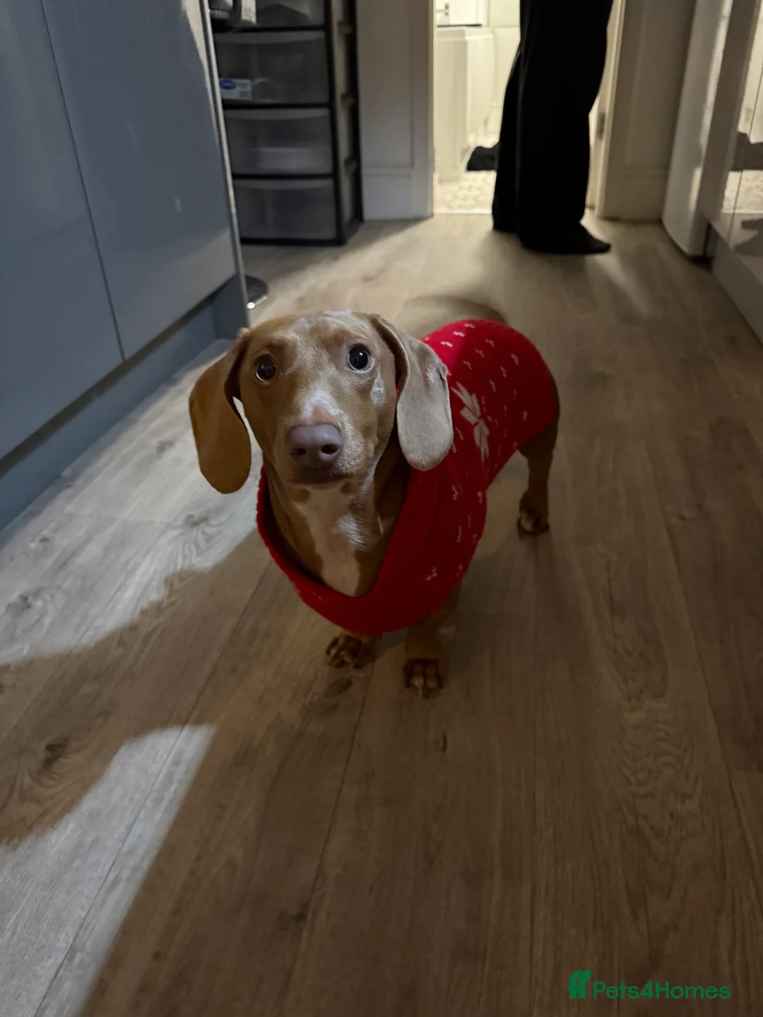 Miniature Dachshund dogs for sale: 2 year old miniature dachshund  - Advert 5