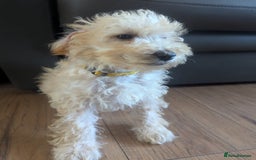 Poodle dogs for sale: ⭐ READY⭐ Reduced Adorable poodles puppies  in Margate - Image 29