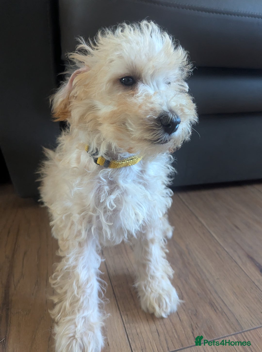 Poodle dogs for sale: ⭐ READY⭐ Reduced Adorable poodles puppies  in Margate - Image 29