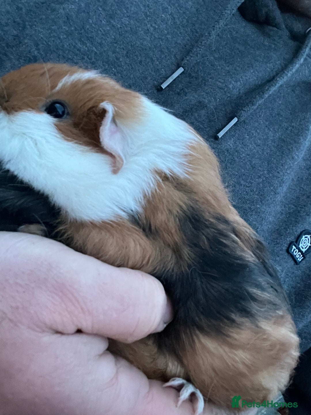Guinea Pig rodents for sale: 2 male guinea pigs- ready now  - Advert 2