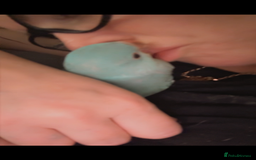 Ringnecks birds for sale: Male Hand reared Clear Tail Indian Ringneck - Image 4