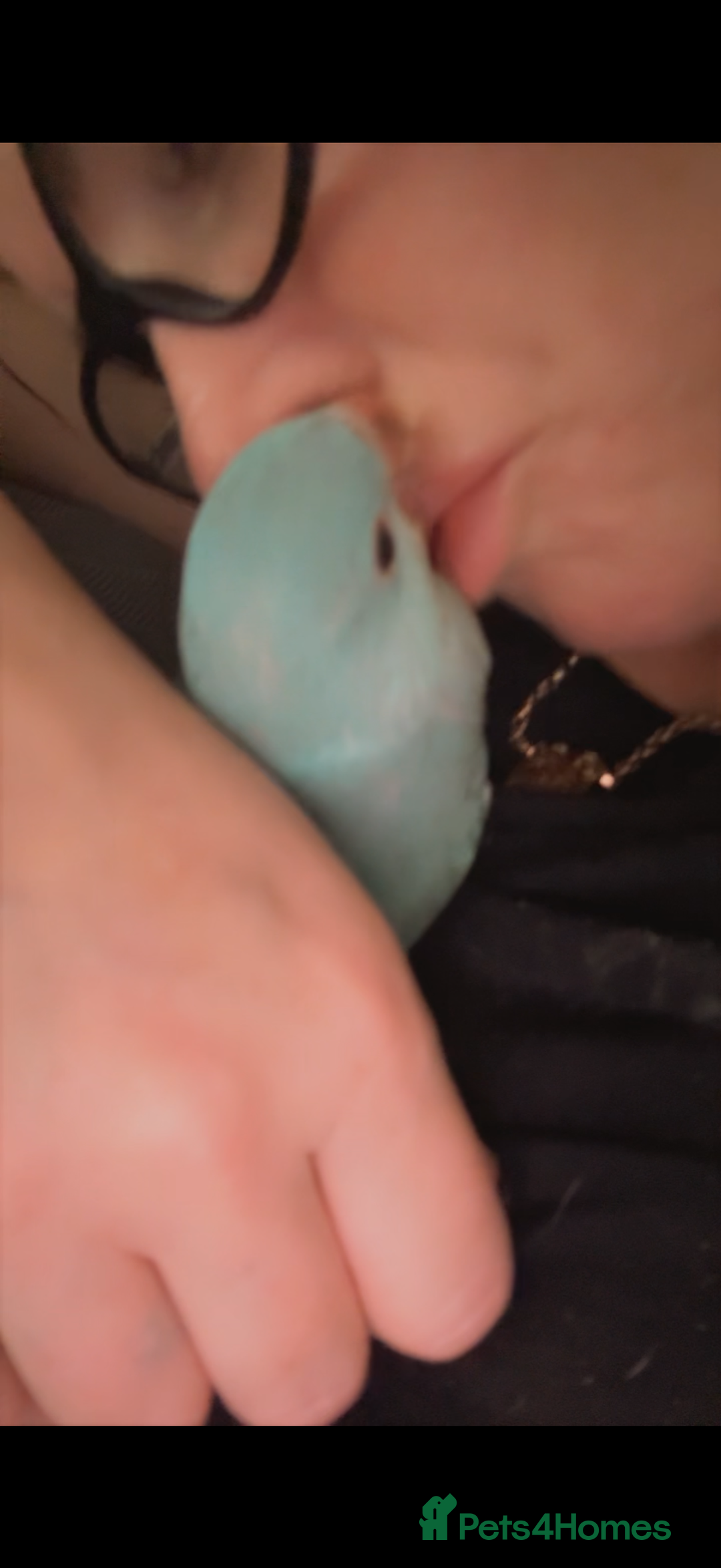 Ringnecks birds for sale: Male Hand reared Clear Tail Indian Ringneck - Image 4