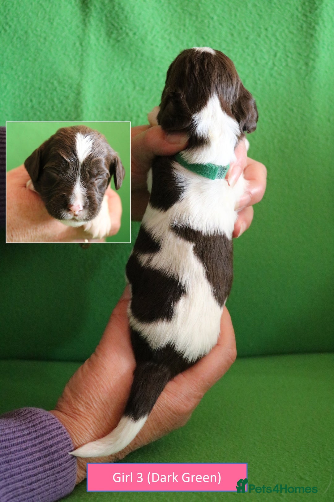 English Springer Spaniel dogs for sale: Health Tested English Springer Spaniel Puppies - Image 10