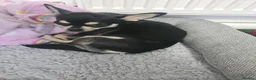 Chihuahua dogs for sale: Stunning chihuahua puppies  - Advert 1