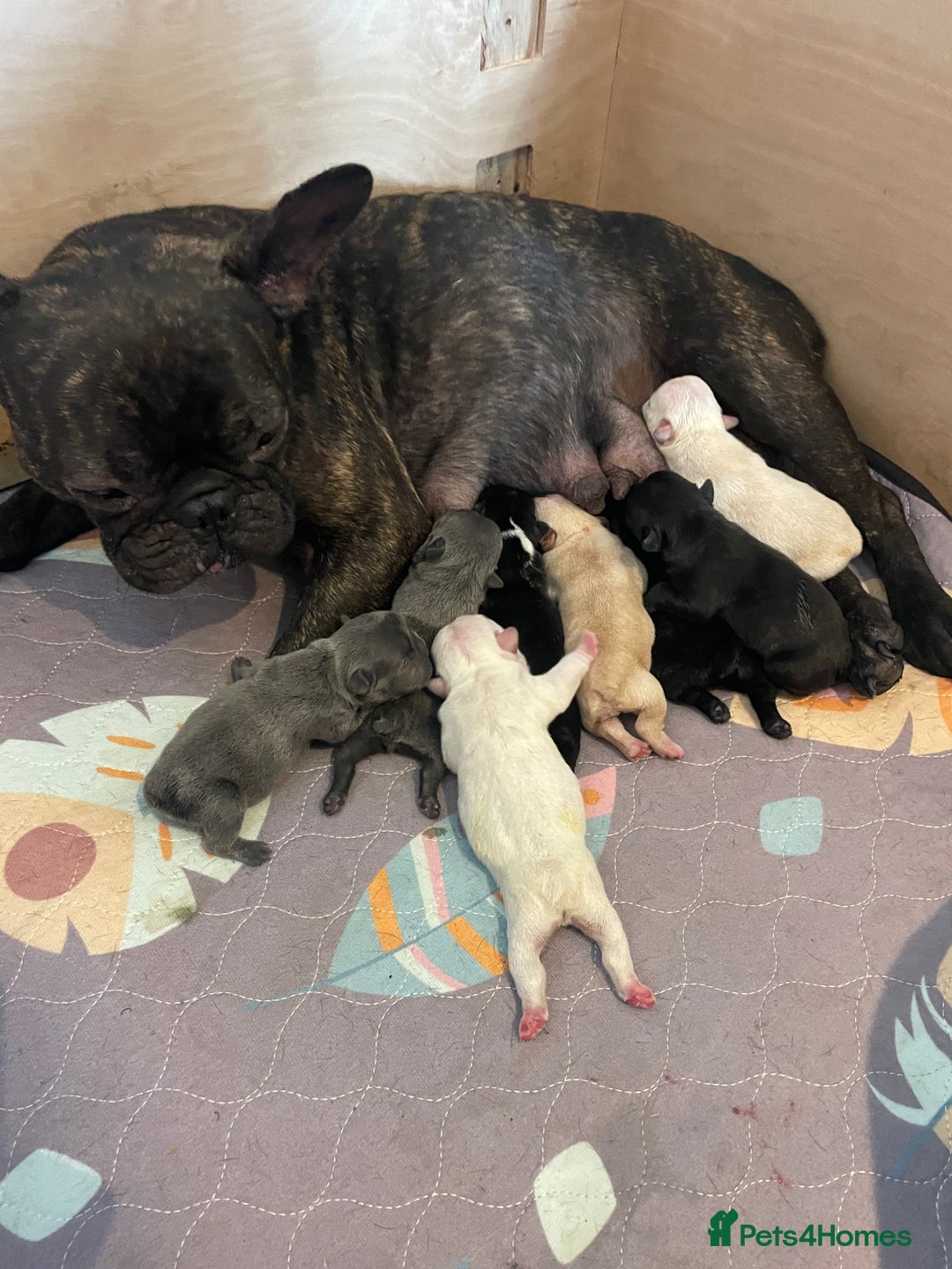 French Bulldog dogs for sale: KC Reg Frenchie Puppies - Image 1