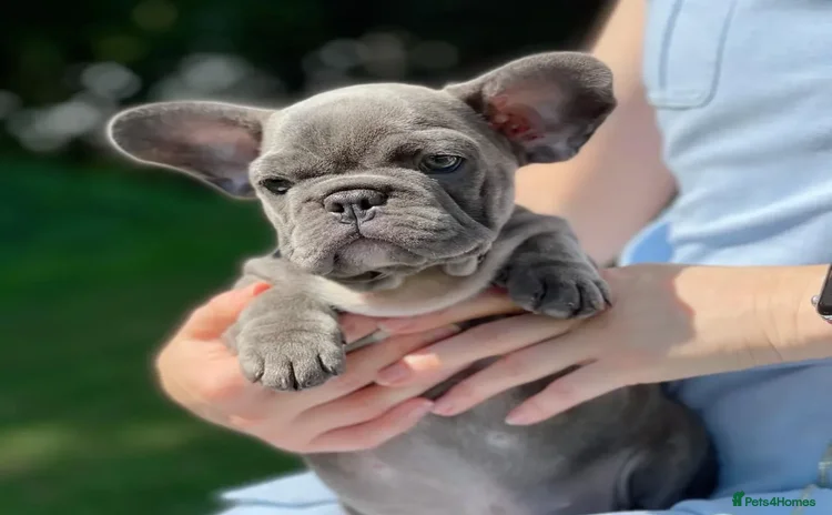 French Bulldog dogs - Advert 1