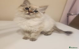 Ragdoll cats for sale: 1 boy 1 girl - Image 2