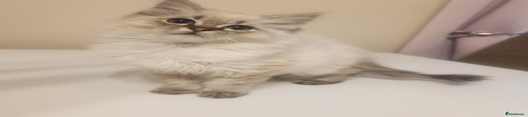 Ragdoll Kitten 2
