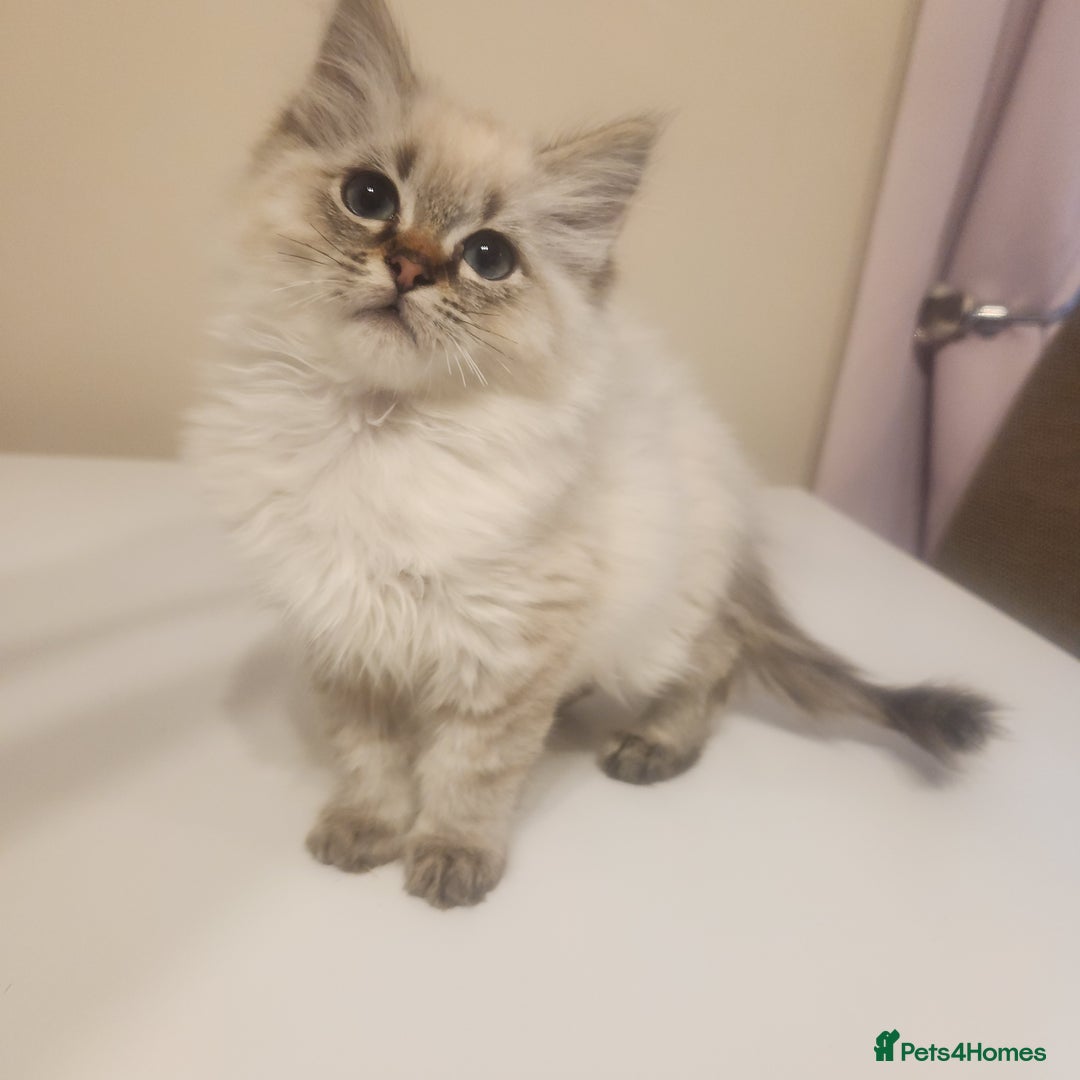 Ragdoll cats for sale: 1 boy 1 girl - Image 2