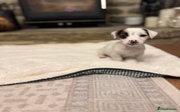 Jack Russell dogs for sale: Jack Russell Puppies *Ready Now* - Image 33
