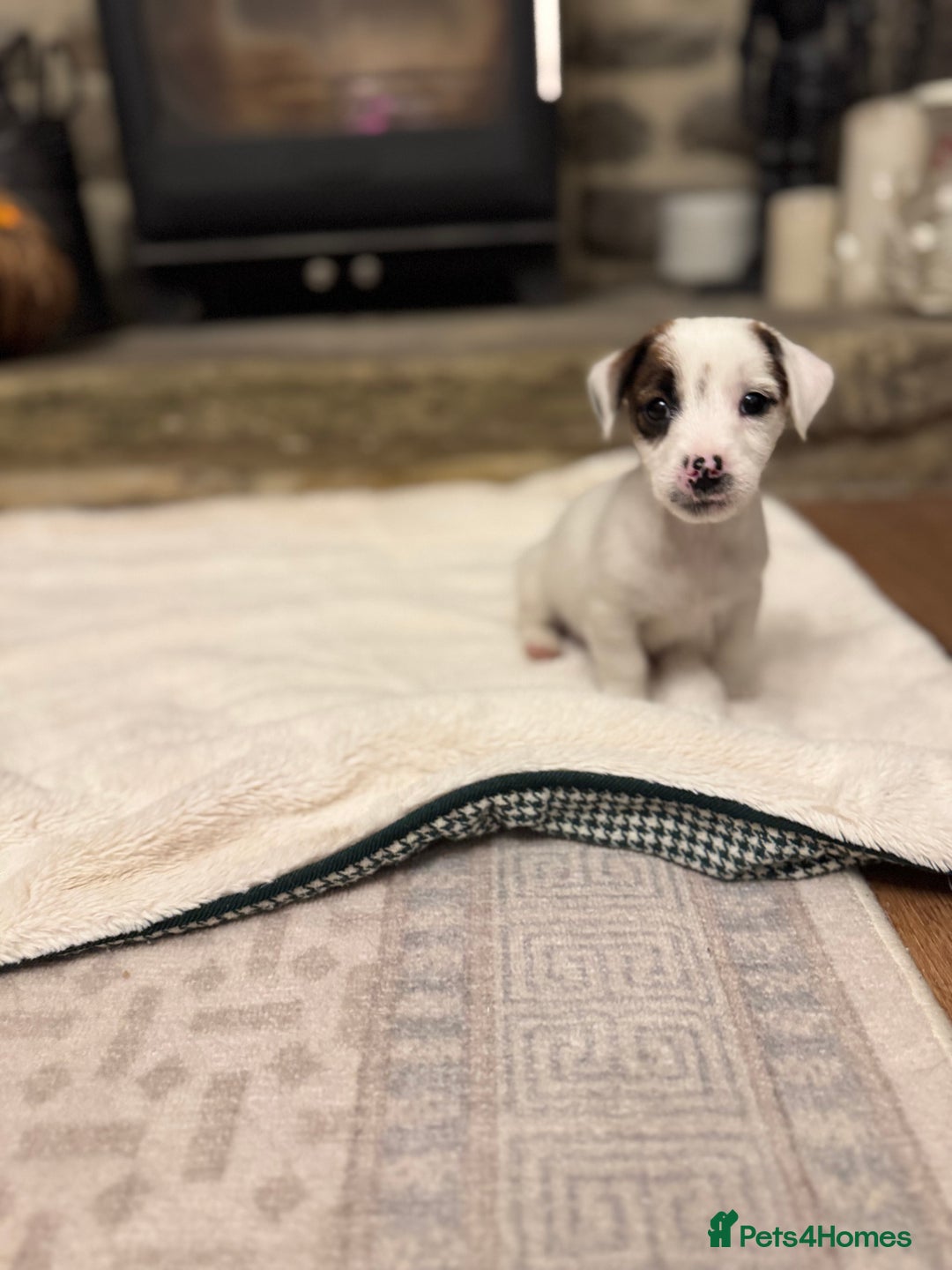 Jack Russell dogs for sale: Jack Russell Puppies *Ready Now* - Image 33