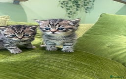 Scottish Fold cats for sale: Scottish straights  - Image 29
