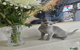 Russian Blue cats for sale: 🏅TOP Quality GCCF Reg Russian Blue Kittens🏆 - Image 7