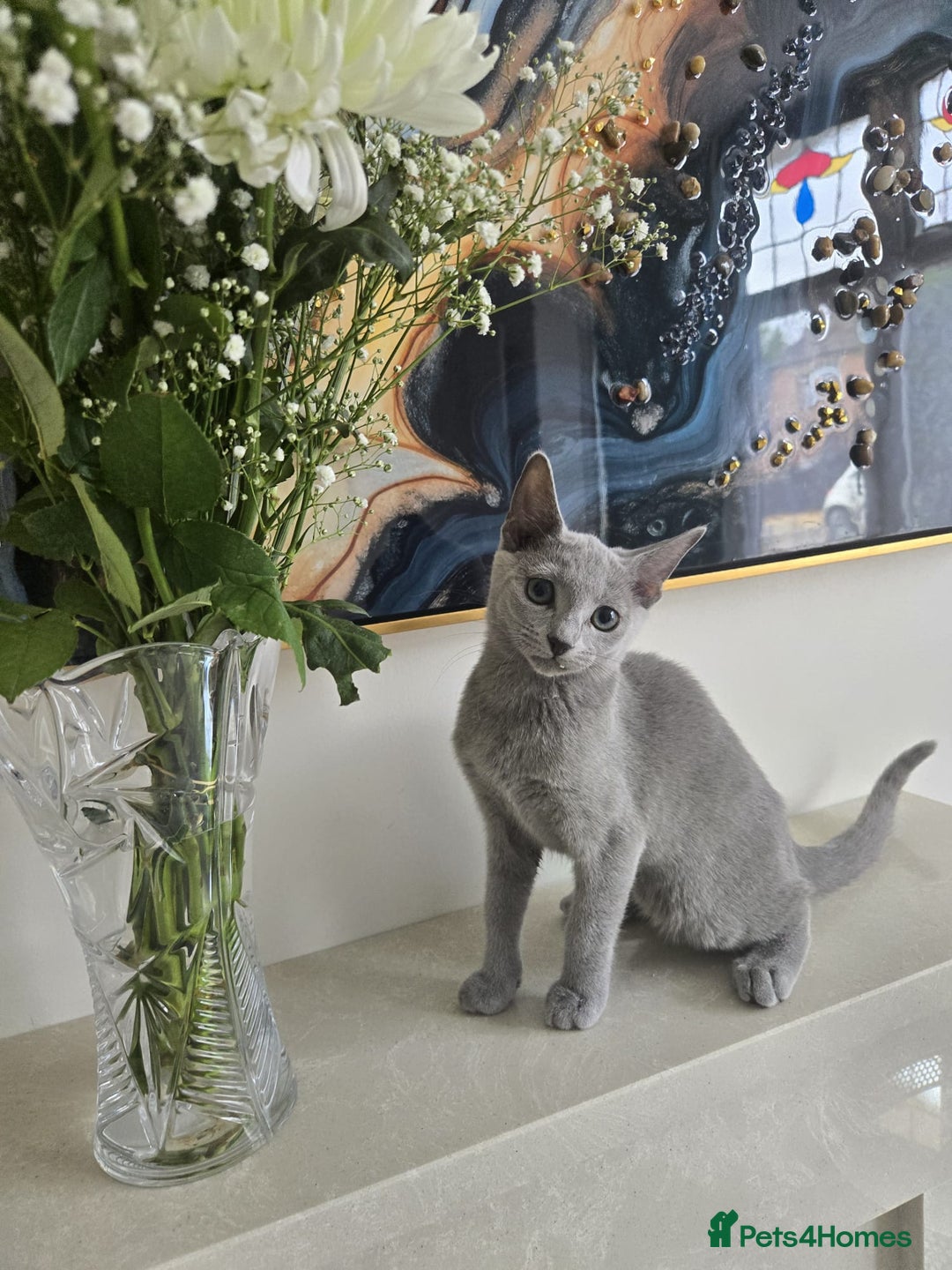 Russian Blue cats for sale: 🏅TOP Quality GCCF Reg Russian Blue Kittens🏆 - Image 7
