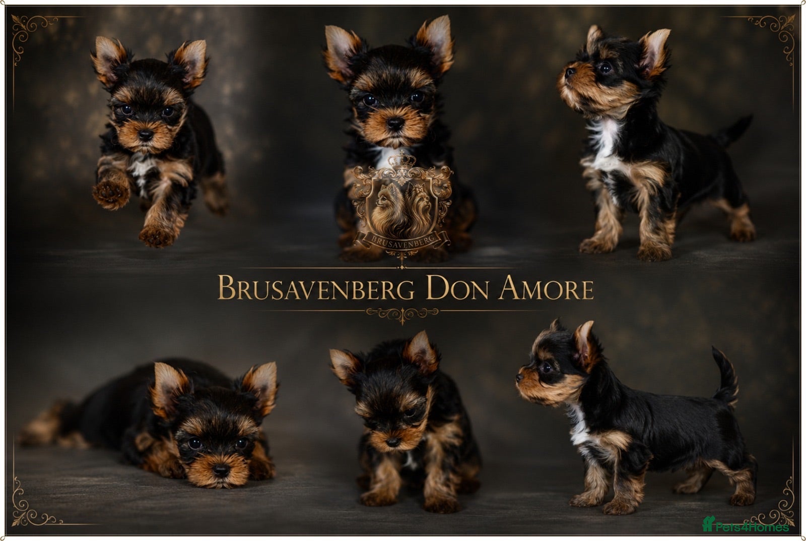 Yorkshire Terrier dogs MINIATURE YORKSHIRE TERRIERS KC DNA - Advert 7