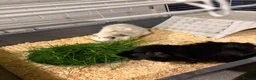 Guinea Pig rodents for sale: white and black guinea pig for sale  - Advert 3