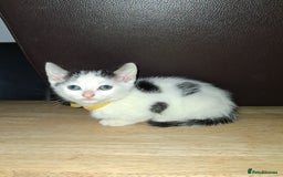 Mixed Breed cats for sale: 3 Beautiful Kittens  - Advert 2