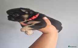 French Bulldog dogs for sale: Fluffy french bulldog puppies - Image 7