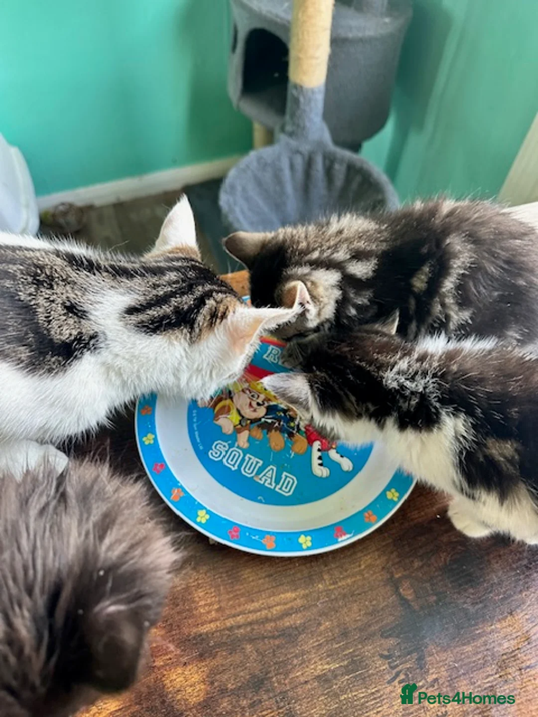 Mixed Breed cats for sale: 🐾 Two lovely little girls ready to go!  🐾 - Advert 7