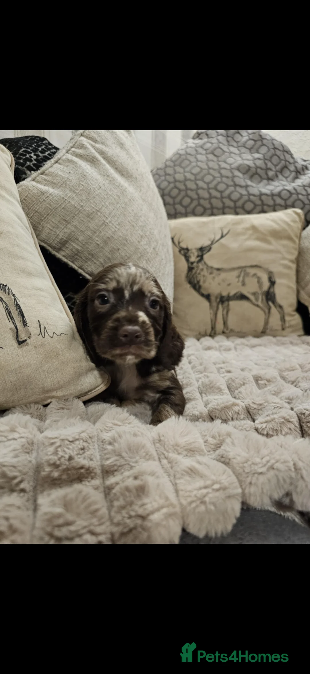 Cocker Spaniel dogs for sale: Cocker spaniel boys! - Advert 11