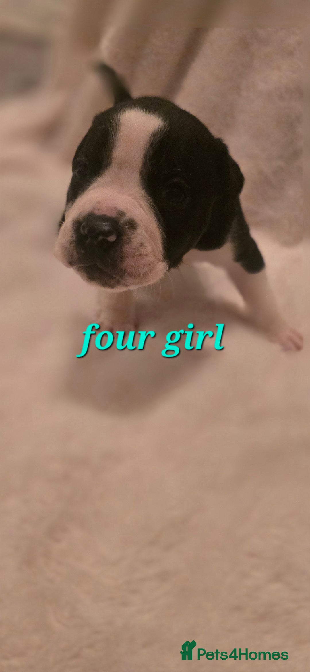 Mixed Breed dogs for sale: Olde english × staffie pups  - Advert 13