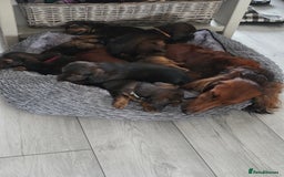 Dachshund dogs for sale: Red long-haired standard dachshund puppies - Image 30