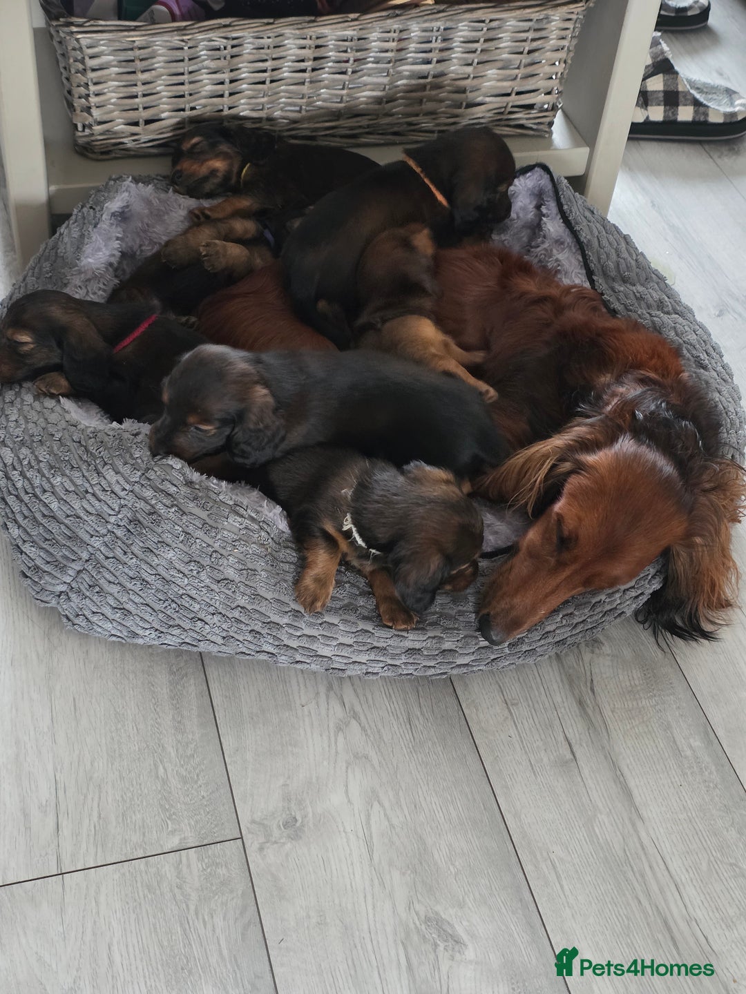 Dachshund dogs for sale: Red long-haired standard dachshund puppies - Image 30