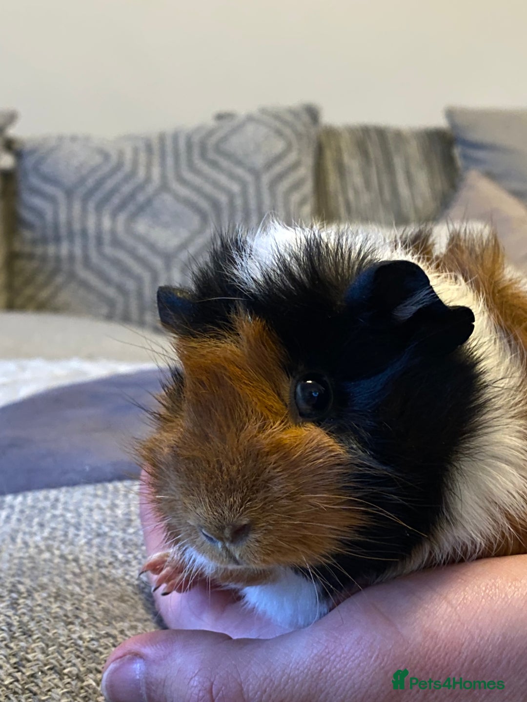 Guinea Pig rodents for sale: Female baby guinea pigs - Advert 6