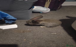 Flemish rabbits for sale: Pure flemish  - Image 6