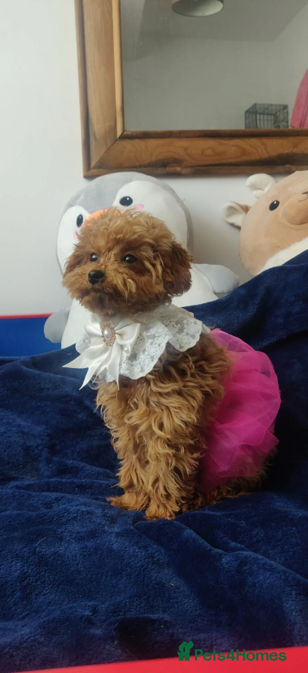 Maltipoo dogs for sale: Beautiful Maltipoo Male And Female 5months - Advert 1