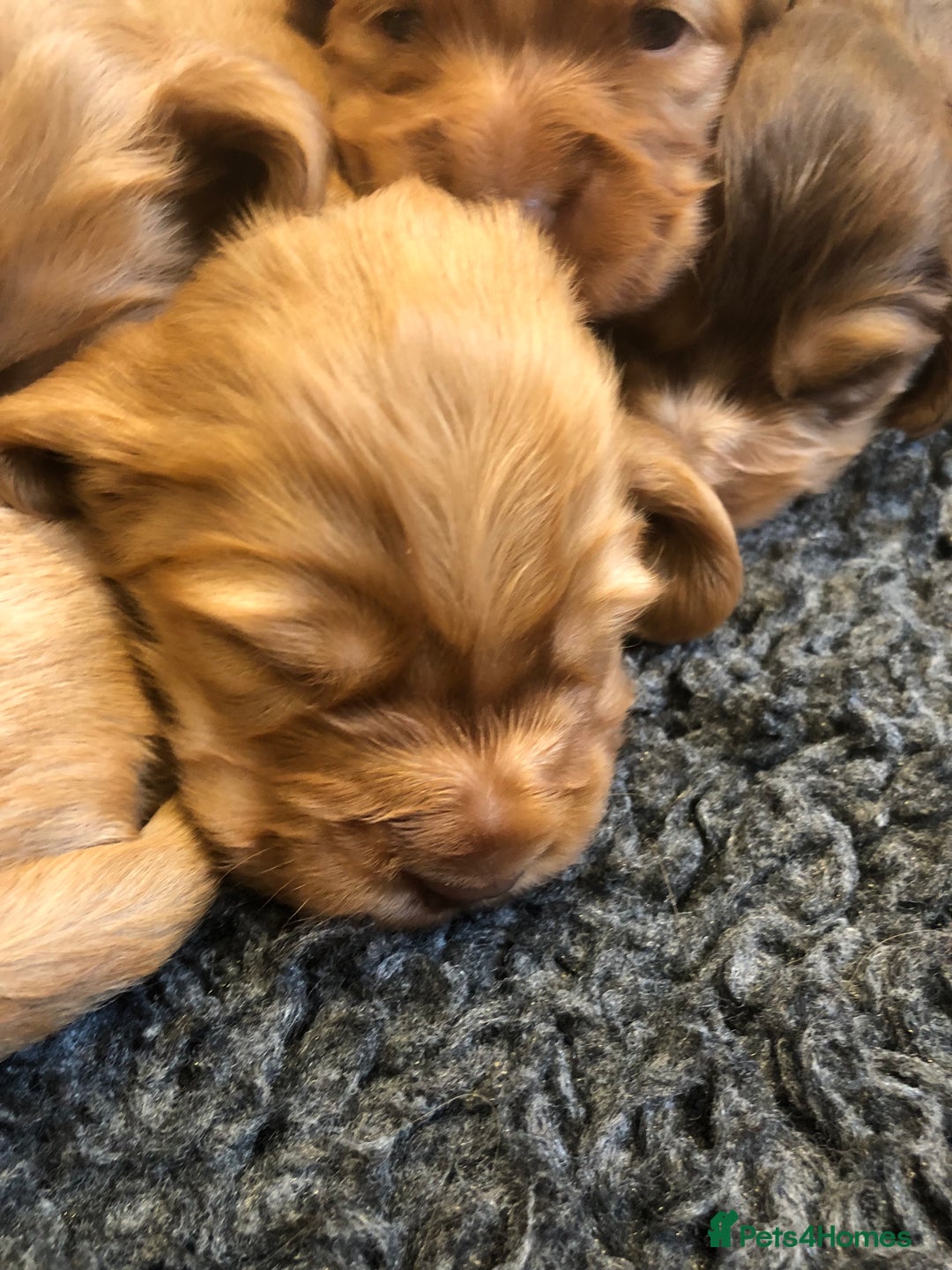 Cocker Spaniel dogs for sale: GORGEOUS COCKER SPANIEL PUPPIES - Advert 20