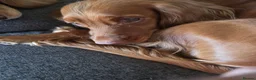 Cocker Spaniel dogs for sale: KC Registered Cocker Spaniels Due August  - Advert 1