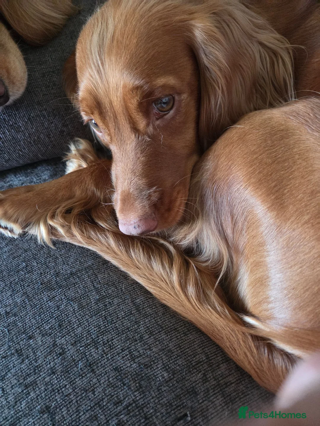 Cocker Spaniel dogs for sale: KC Registered Cocker Spaniels Due August  - Advert 1