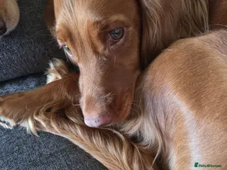 Cocker Spaniel dogs KC Registered Cocker Spaniels Due August - Advert 8