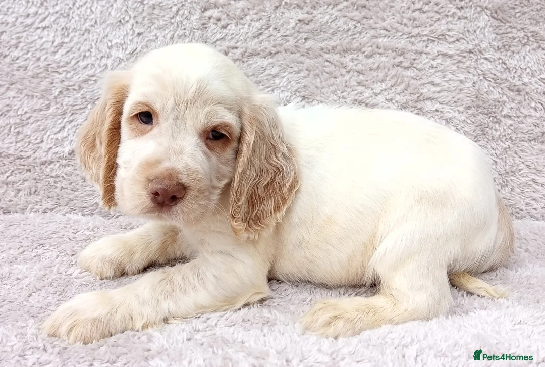 Cocker Spaniel dogs for sale: Cocker spaniel puppies. - Advert 4
