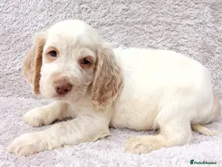 Cocker Spaniel dogs Cocker spaniel puppies. - Advert 2