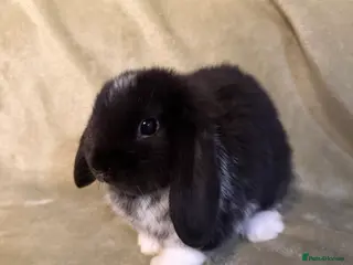 Mini Lop rabbits Mini Lop Bunnies For Sale - Advert 16