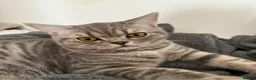 British Shorthair cats for sale: One year old British shorthair  - Advert 2
