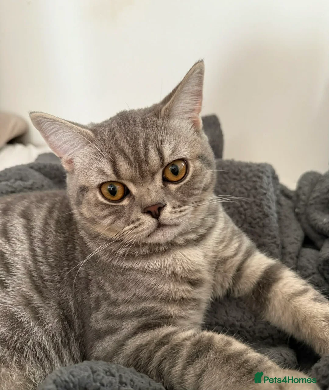 British Shorthair cats for sale: One year old British shorthair  - Advert 2