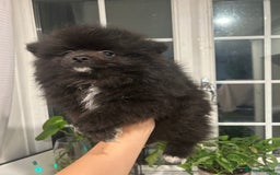 Pomeranian dogs for sale: 4 lovely Pomeranian Puppies for sale AVAILABLE NOW - Image 12