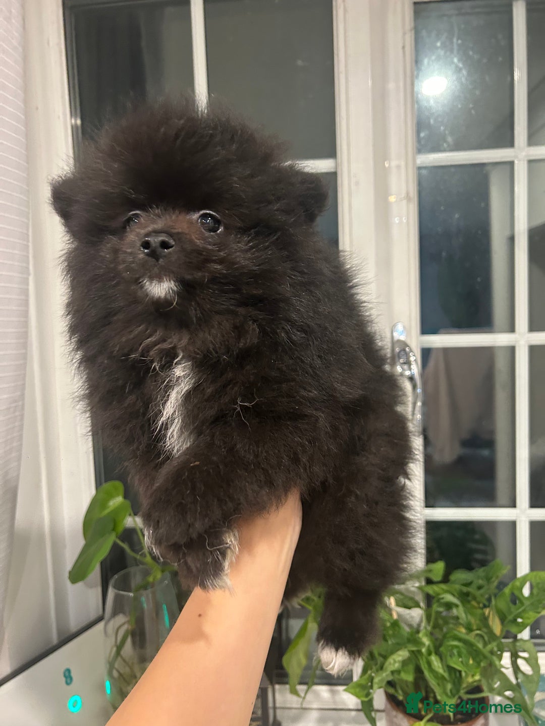 Pomeranian dogs for sale: 4 lovely Pomeranian Puppies for sale AVAILABLE NOW - Image 12