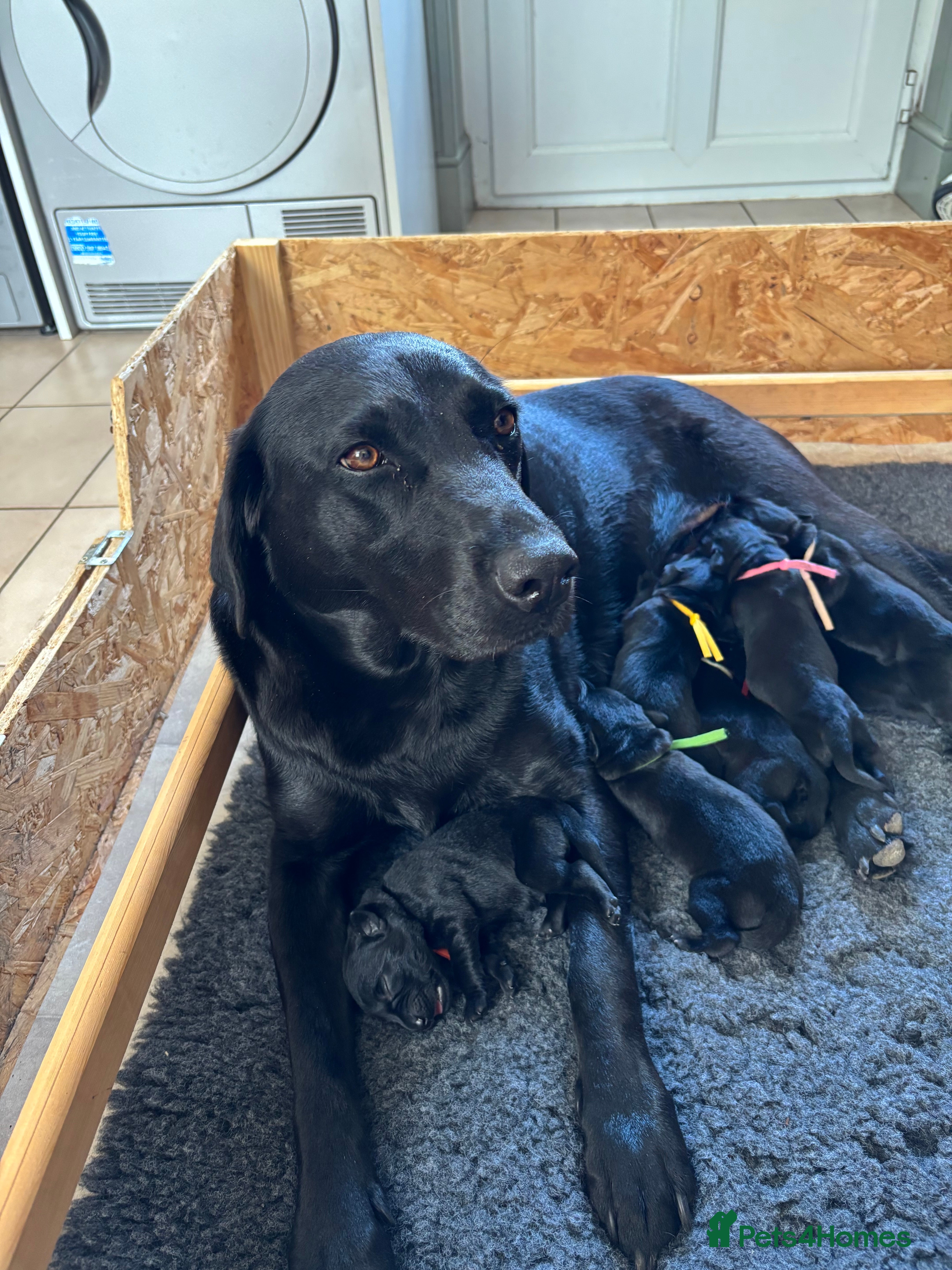 Labrador Retriever dogs Gordon - Advert 1