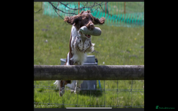 English Springer Spaniel dogs for stud: Working Springer for stud in Wareham - Image 3